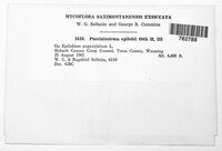 Pucciniastrum epilobii image
